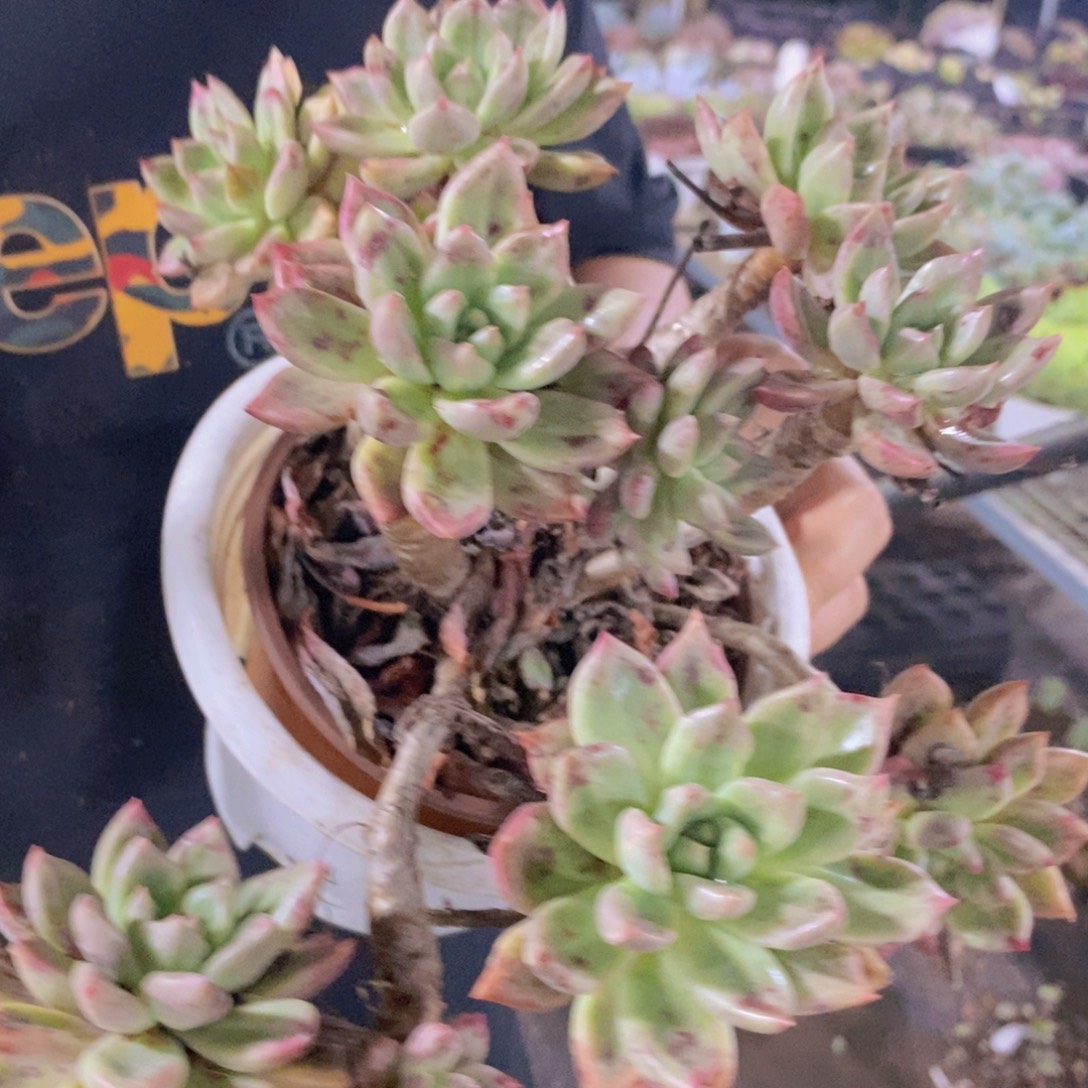 黄金璀璨大盆整桩，180杯