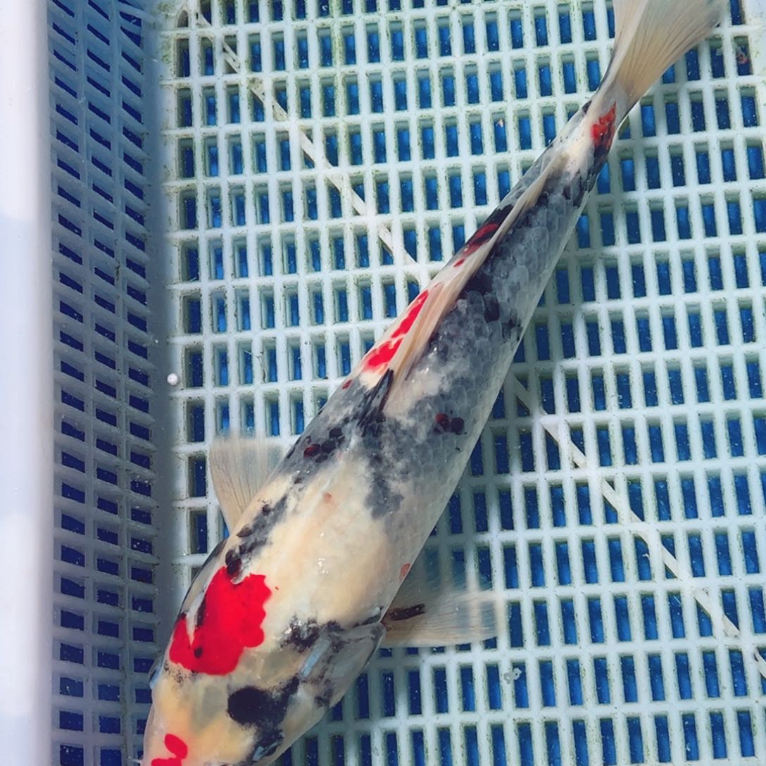 锦鲤锦鲤观赏鱼1111