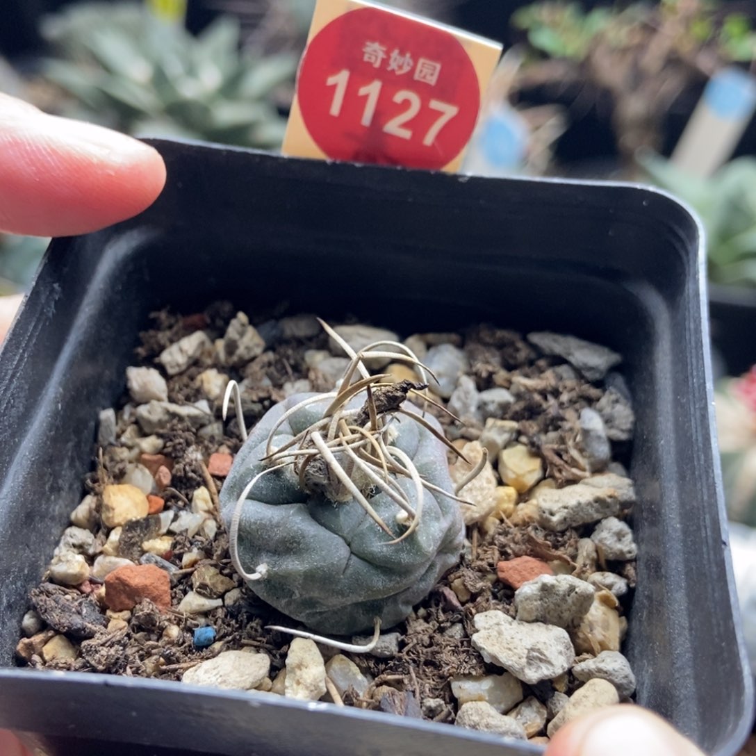 实生长刺娇丽2.3cm一棵仙人球