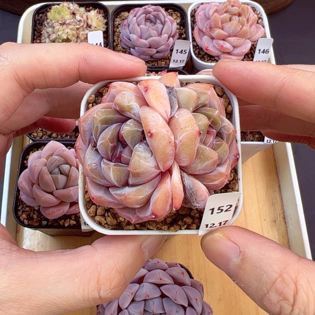 好好看152、哈哈哈哈