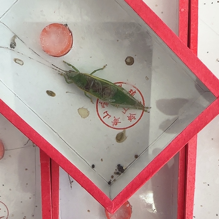 中长须绿金钟1只6666666