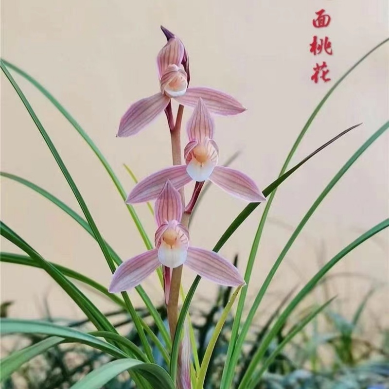 莲瓣兰【人面桃花】终身包对版 放心购买