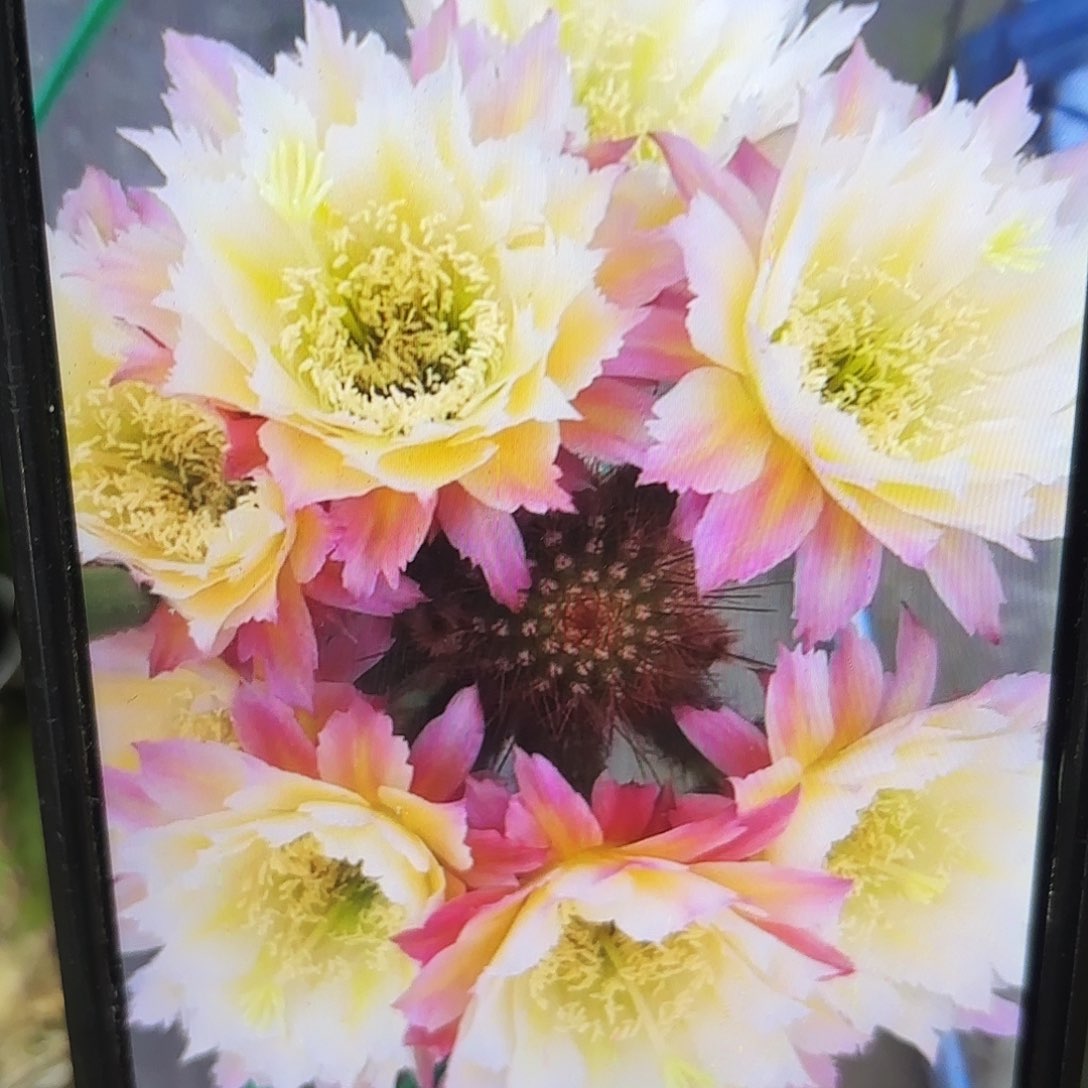 126毛侧牙20包邮仙人球42