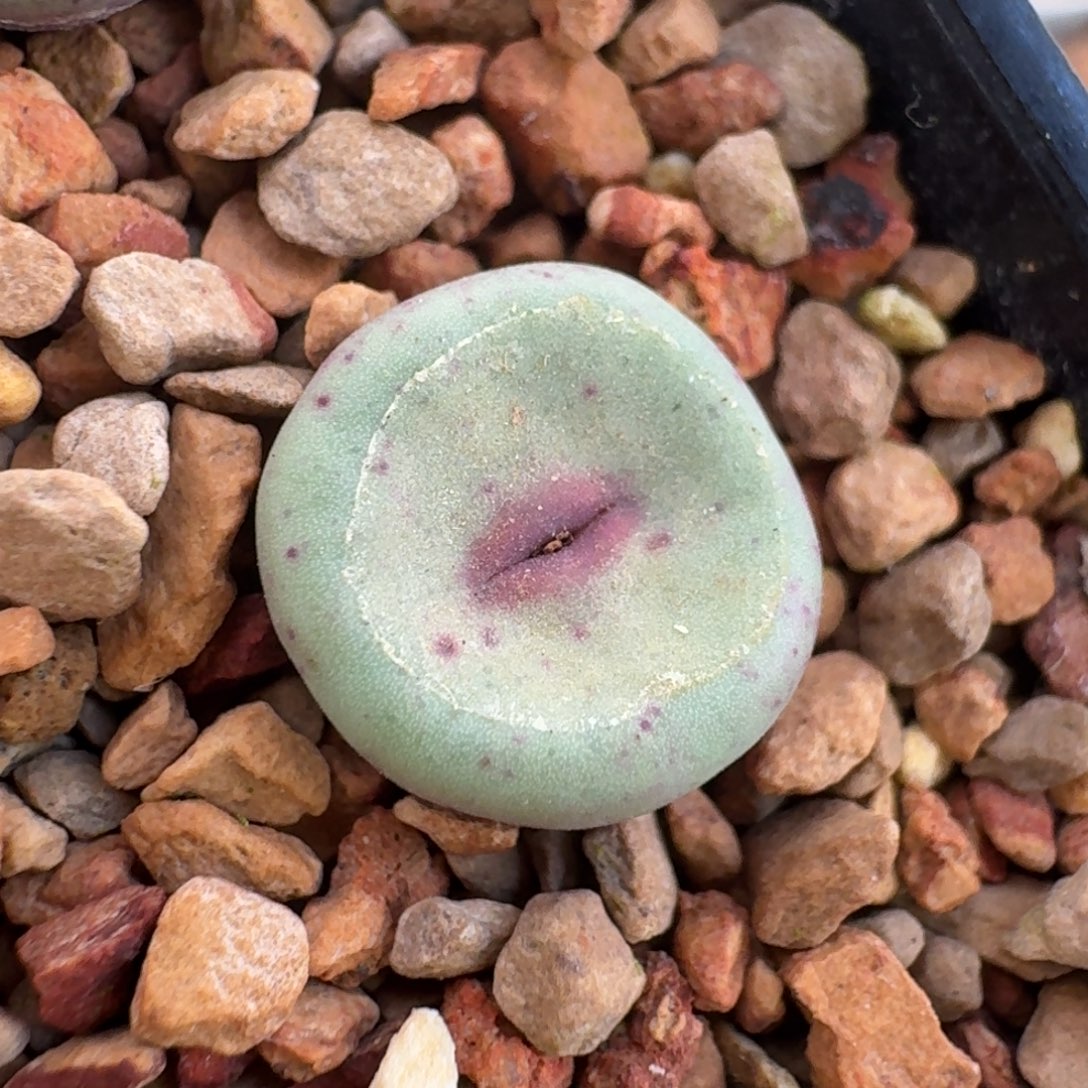 肉***军云缦精品番杏28.11