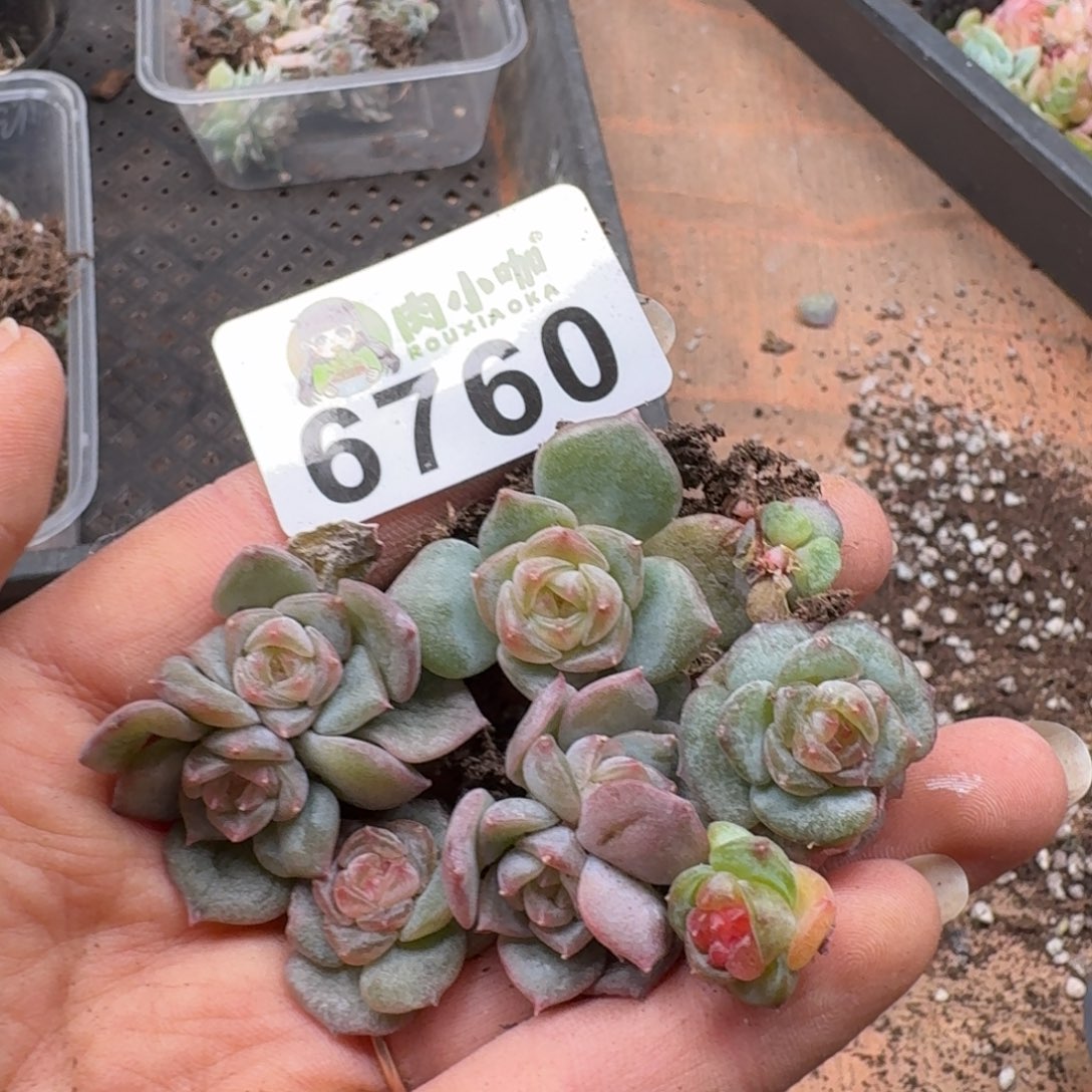 ✧***シ多肉植物多肉植物