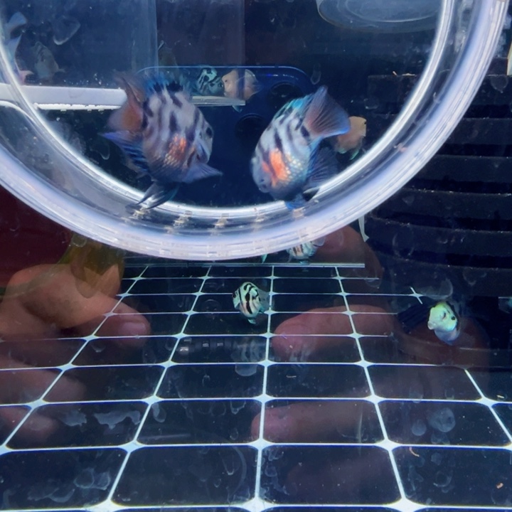 鹦鹉鱼保基因摩卡亚成一对母微瑕