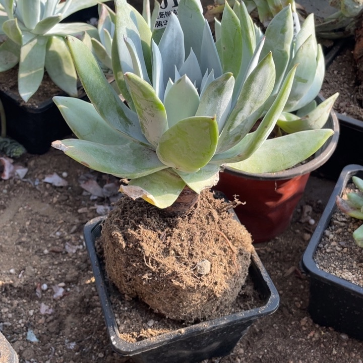 12号雪山多肉植物