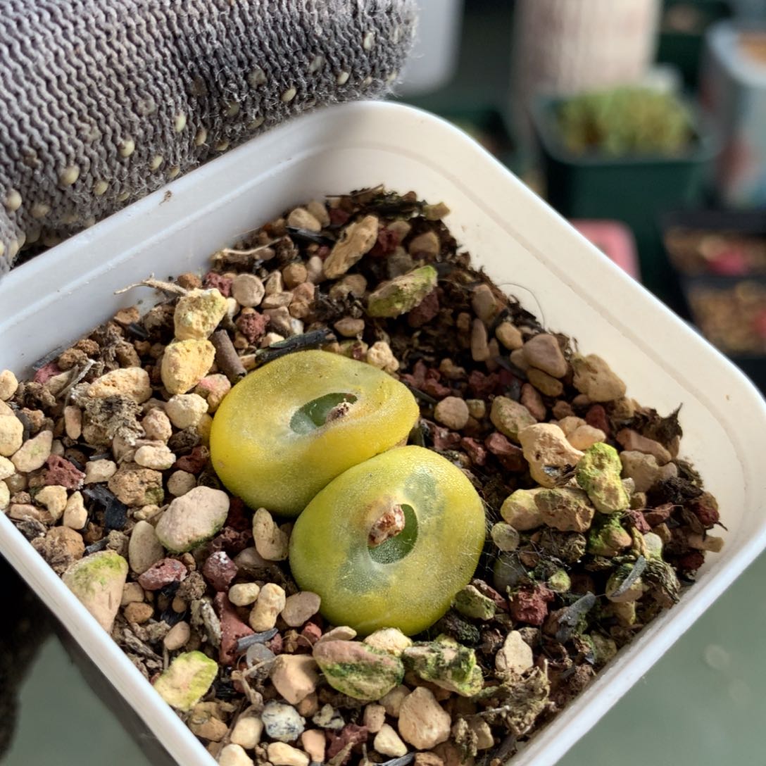 a375双头水晶鞋母本