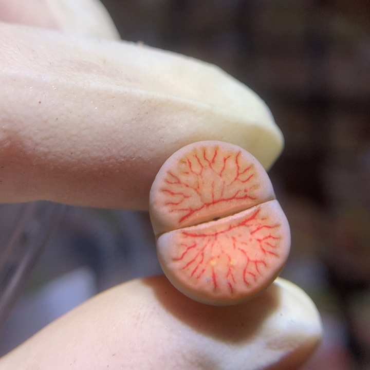 精品生石花121.116