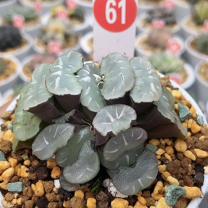 蓝镜611111111111111