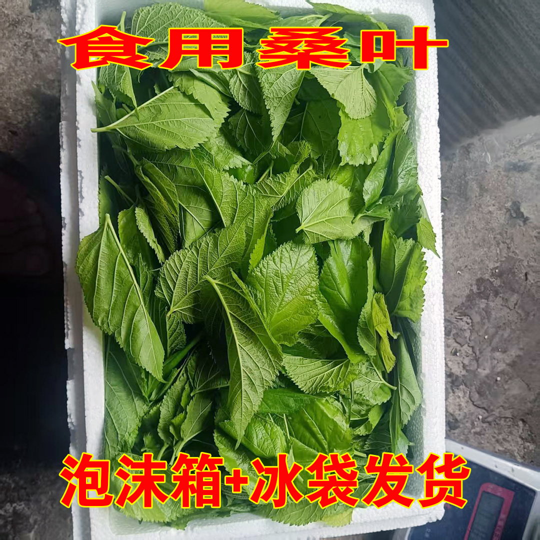 现摘新鲜嫩桑树叶油炸小吃汤原料炒吃包馍馍大小桑叶小蚕叶用食物