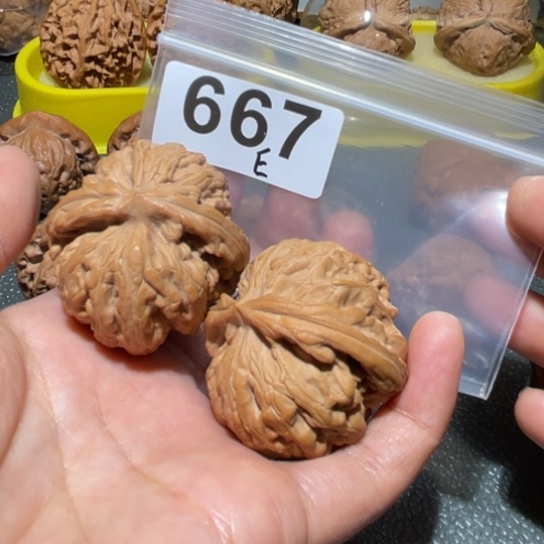 ️***昊文玩核桃把件红锦鲤42