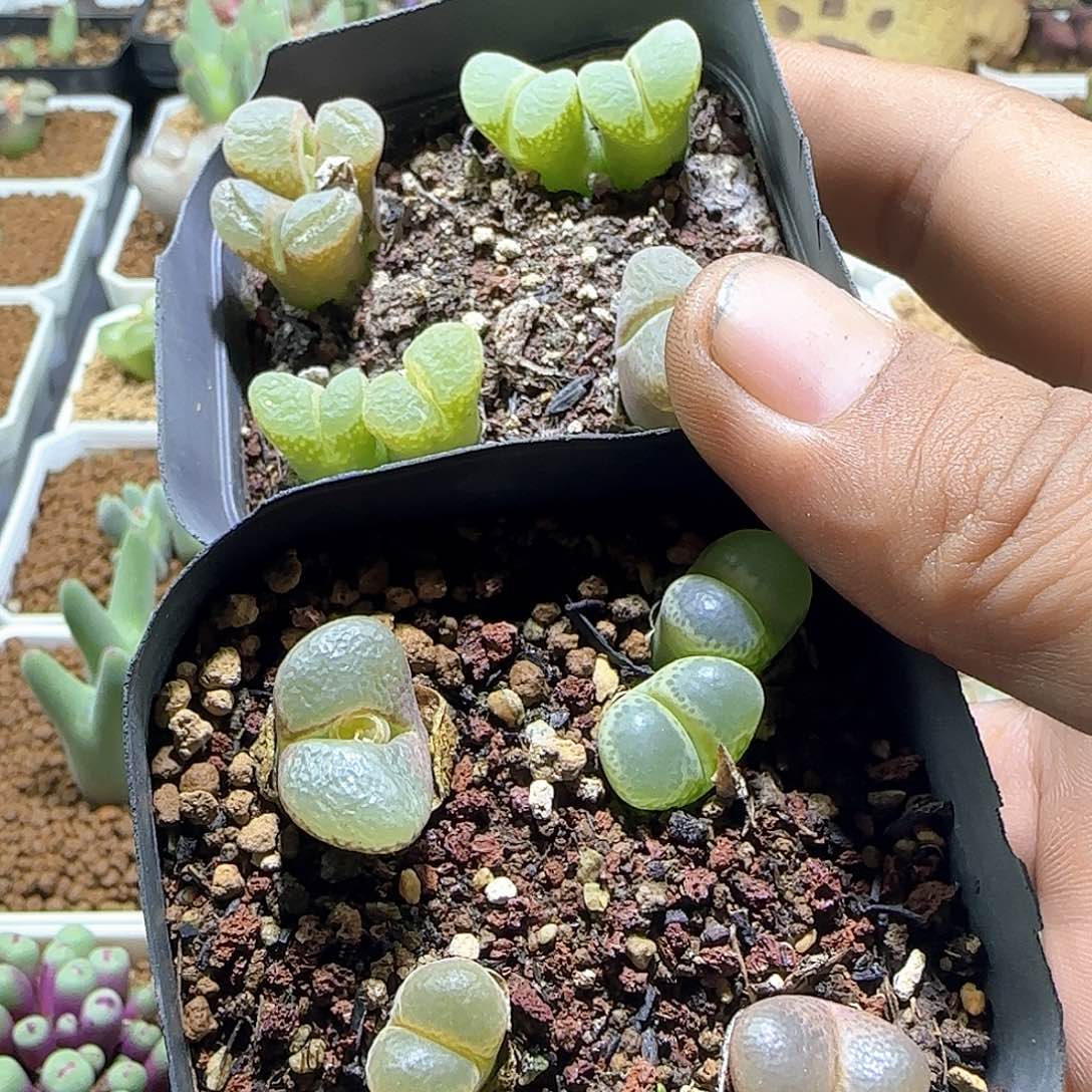 无***氏哈哈哈哈哈哈哈57819