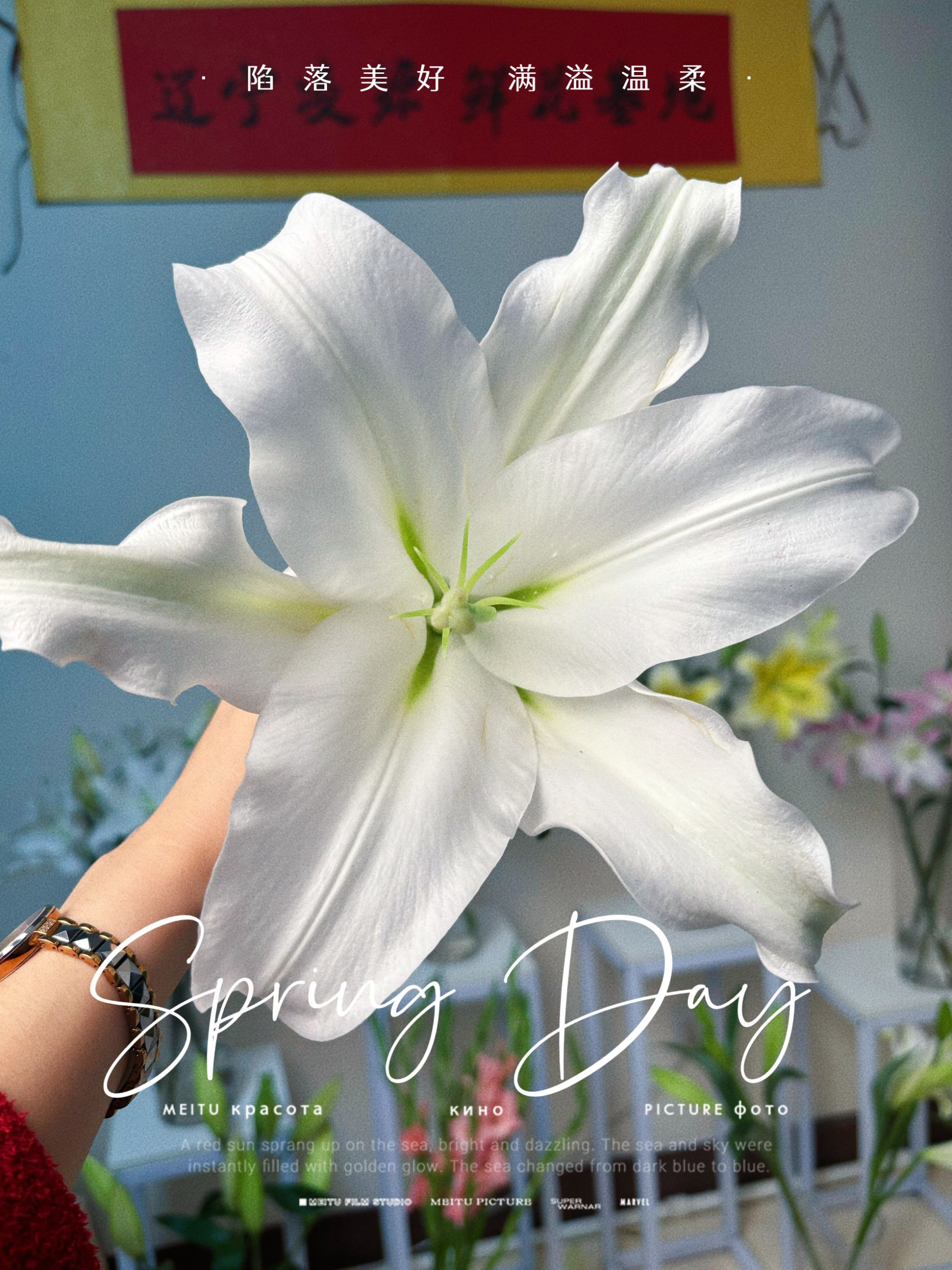 【甲骨文】白色 香水百合 鲜花 顺丰包邮