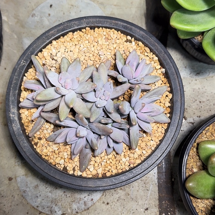 企鹅 9头 一物一拍