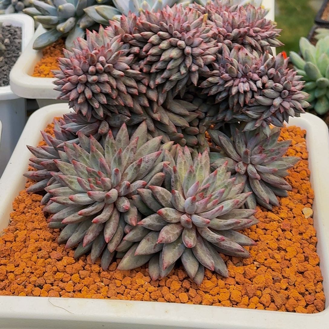 实生虞美人缀一颗参考价