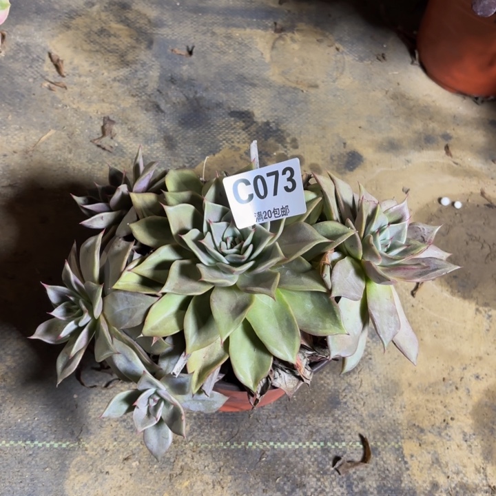 瑞妈，。。。。。。073。多肉，