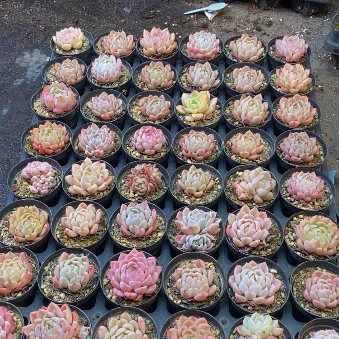 368的人都是这样吗。