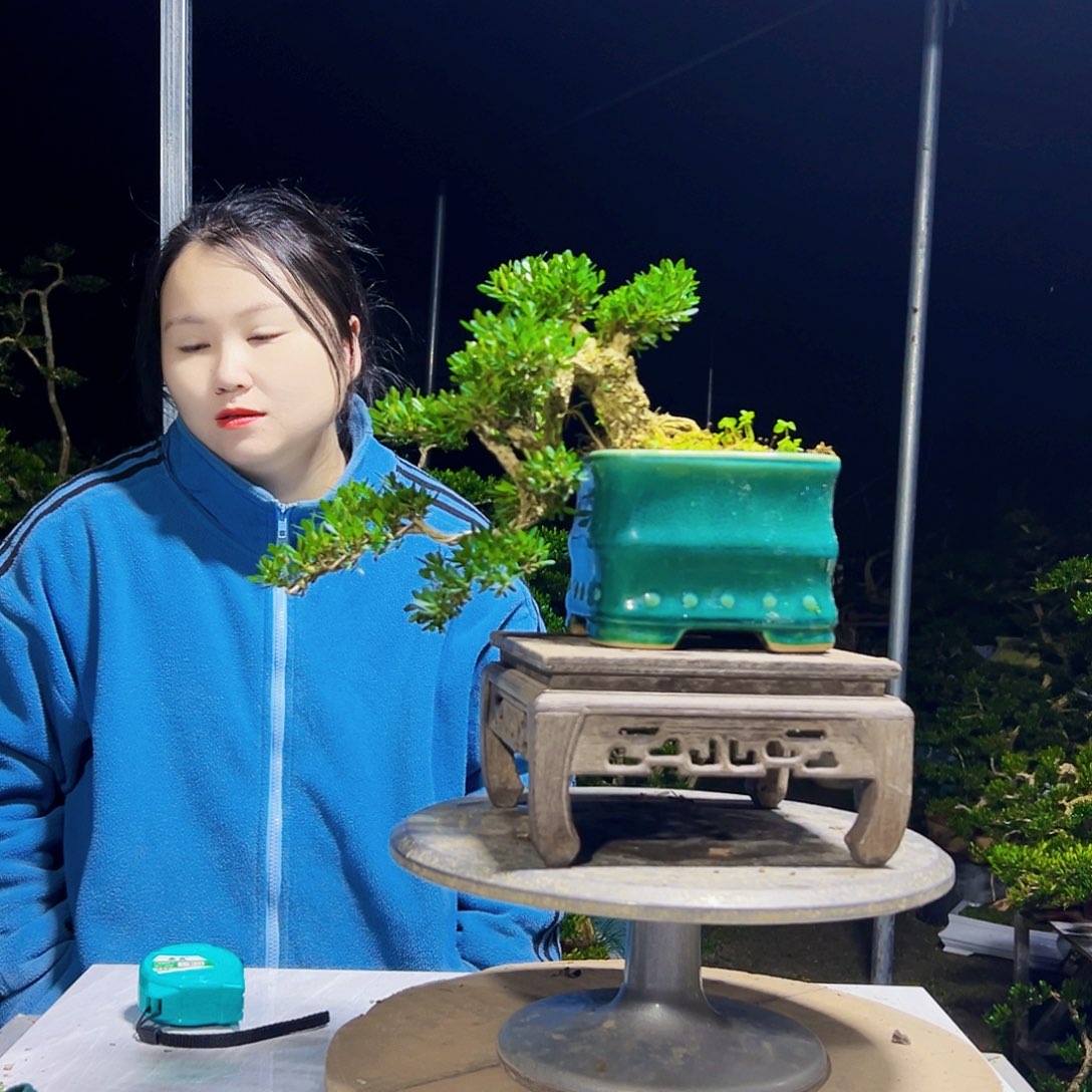 @***座无花朵黄杨木      