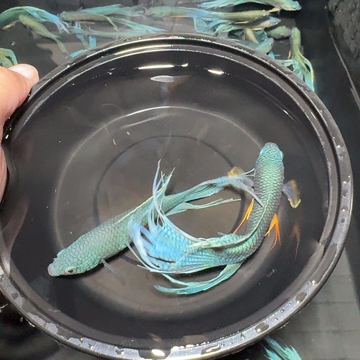 斗鱼直播间对图无纹蓝29