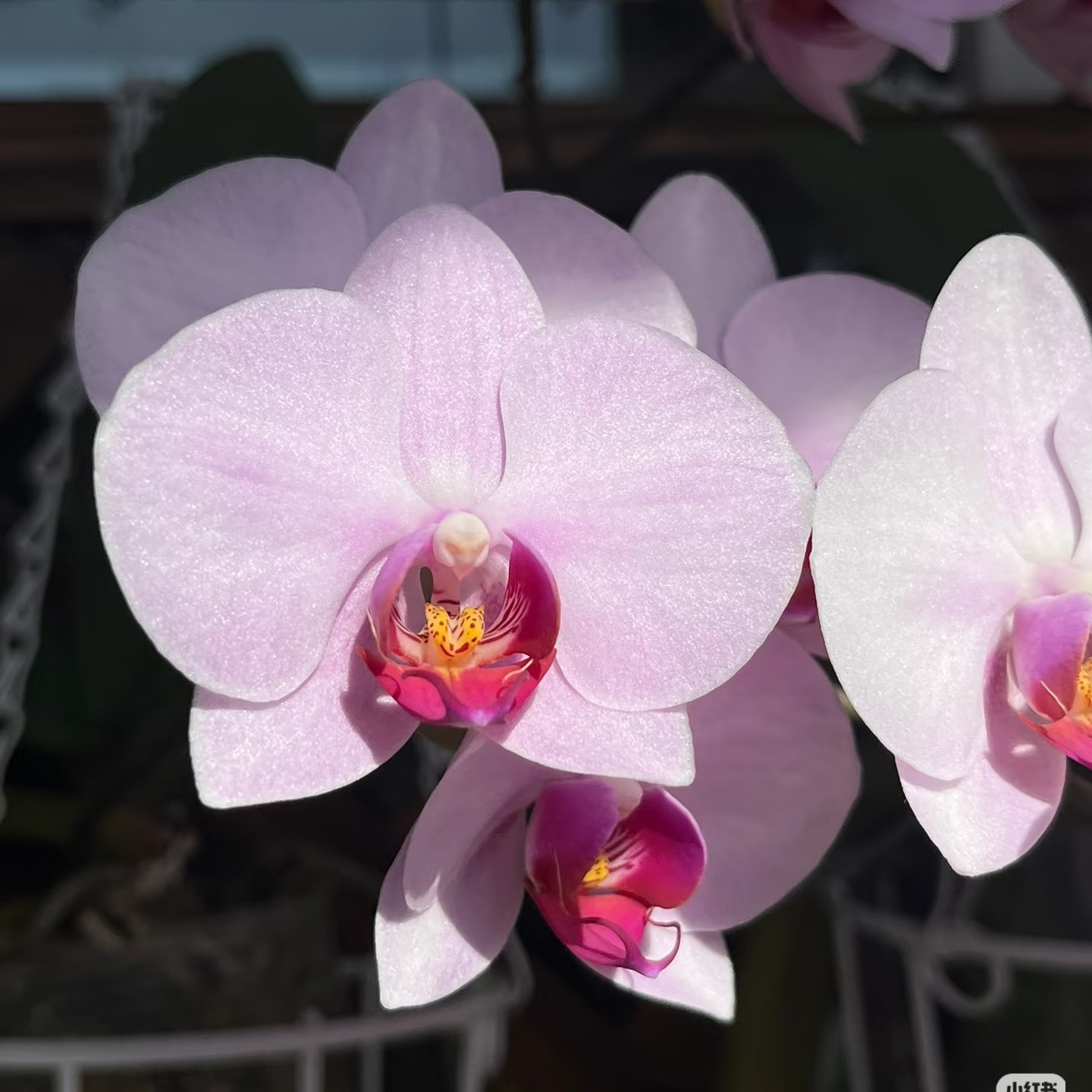 和悦花卉【杭州美女】3.0寸加高加大杯双花剑