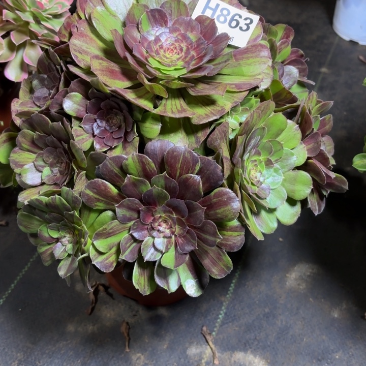 瑞妈，，，。。。863花月夜，