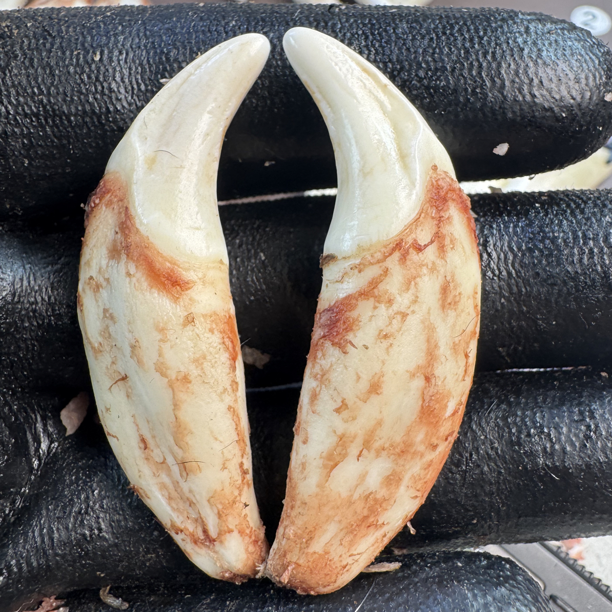 （尺寸5.0）真黑狗牙创意獒牙男女士挂坠吊坠百搭款