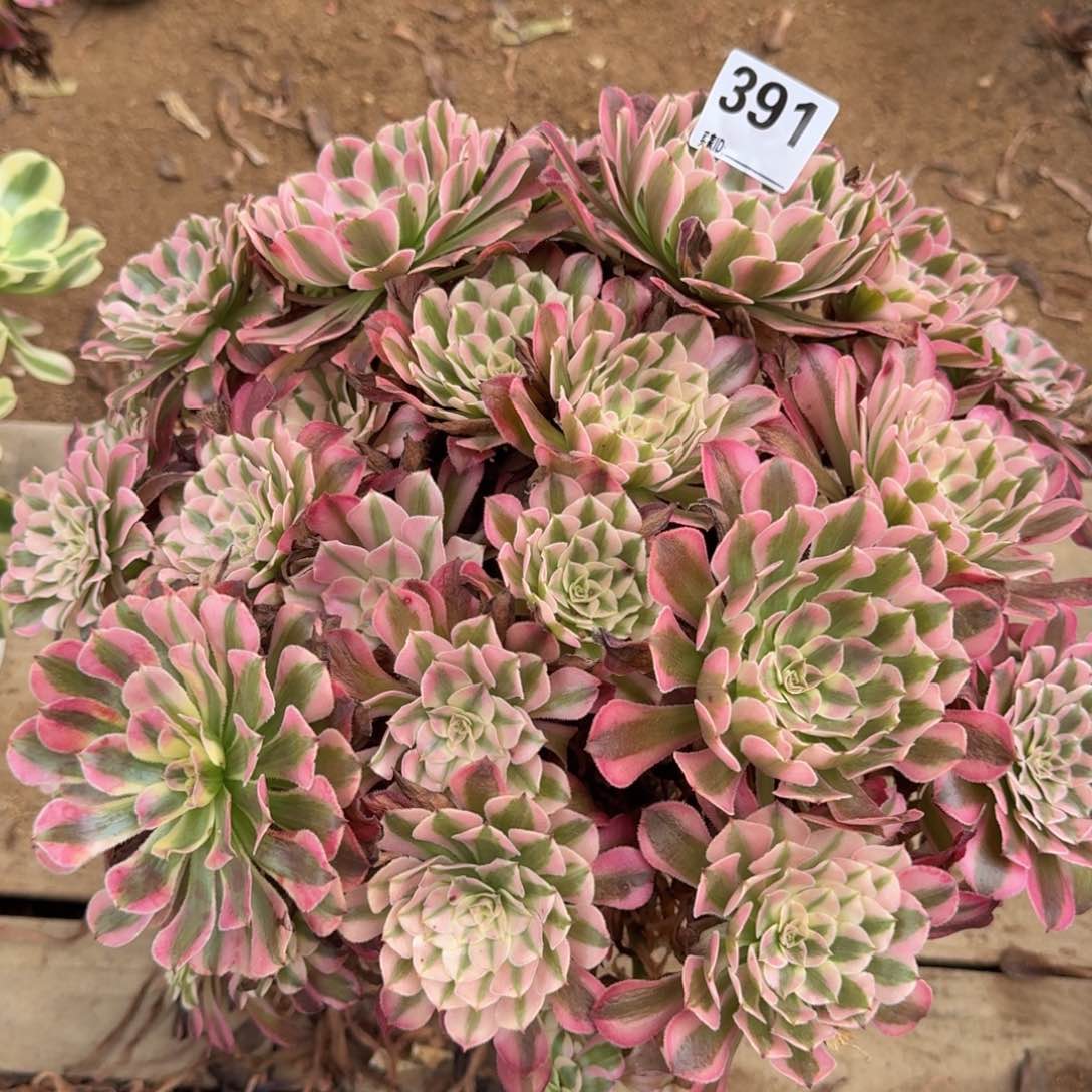 欧****饰391红铜多肉植物