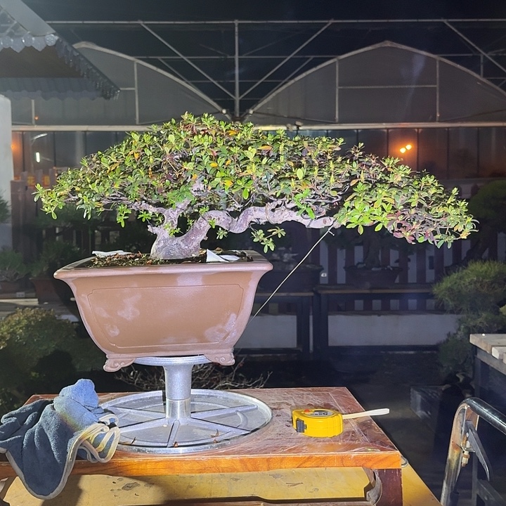 完全开放3800不包邮好月