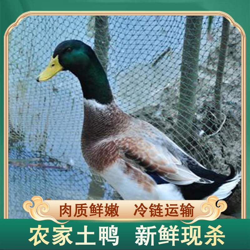 【开播福利A】农户放养水鸭3只毛重13斤多净重8-9斤 非老鸭净膛发货