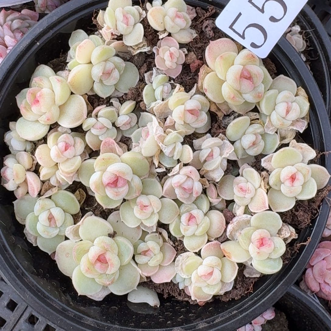 多肉植物多肉植物557