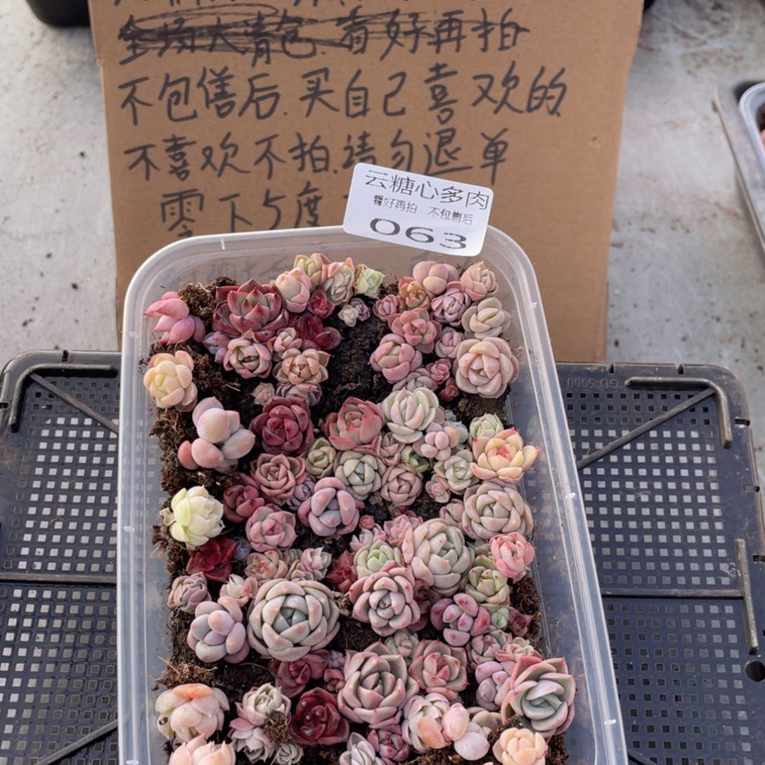 云糖心多肉植物63