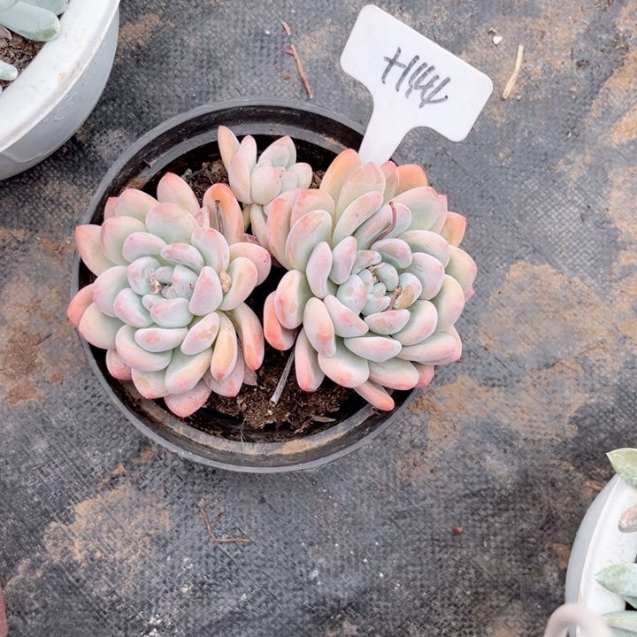 晨语多肉一物一拍+144