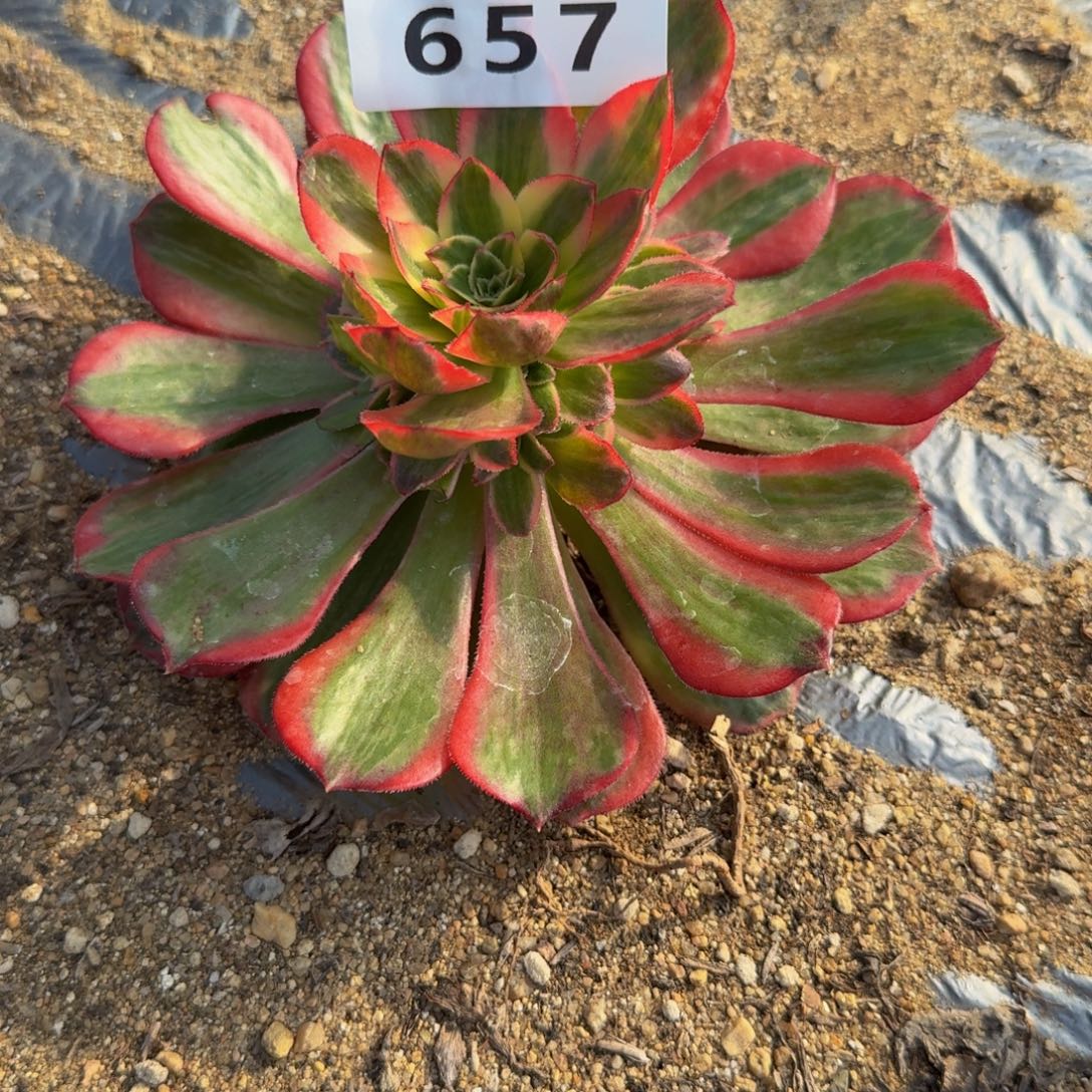L***p657拉菲到秋 多肉植物
