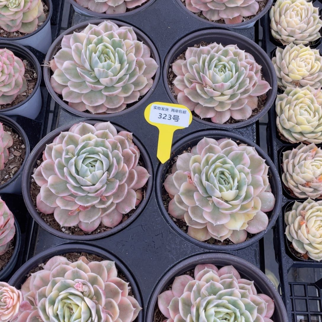 323号 昂斯诺锦母本大单头一个