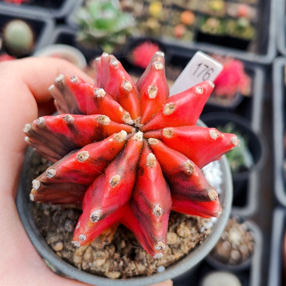 底部干疤非偏远地区满25包邮仙人球