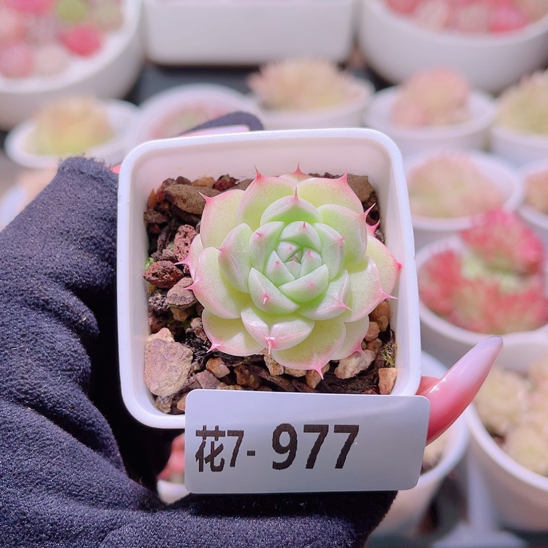 花利美7-977海王