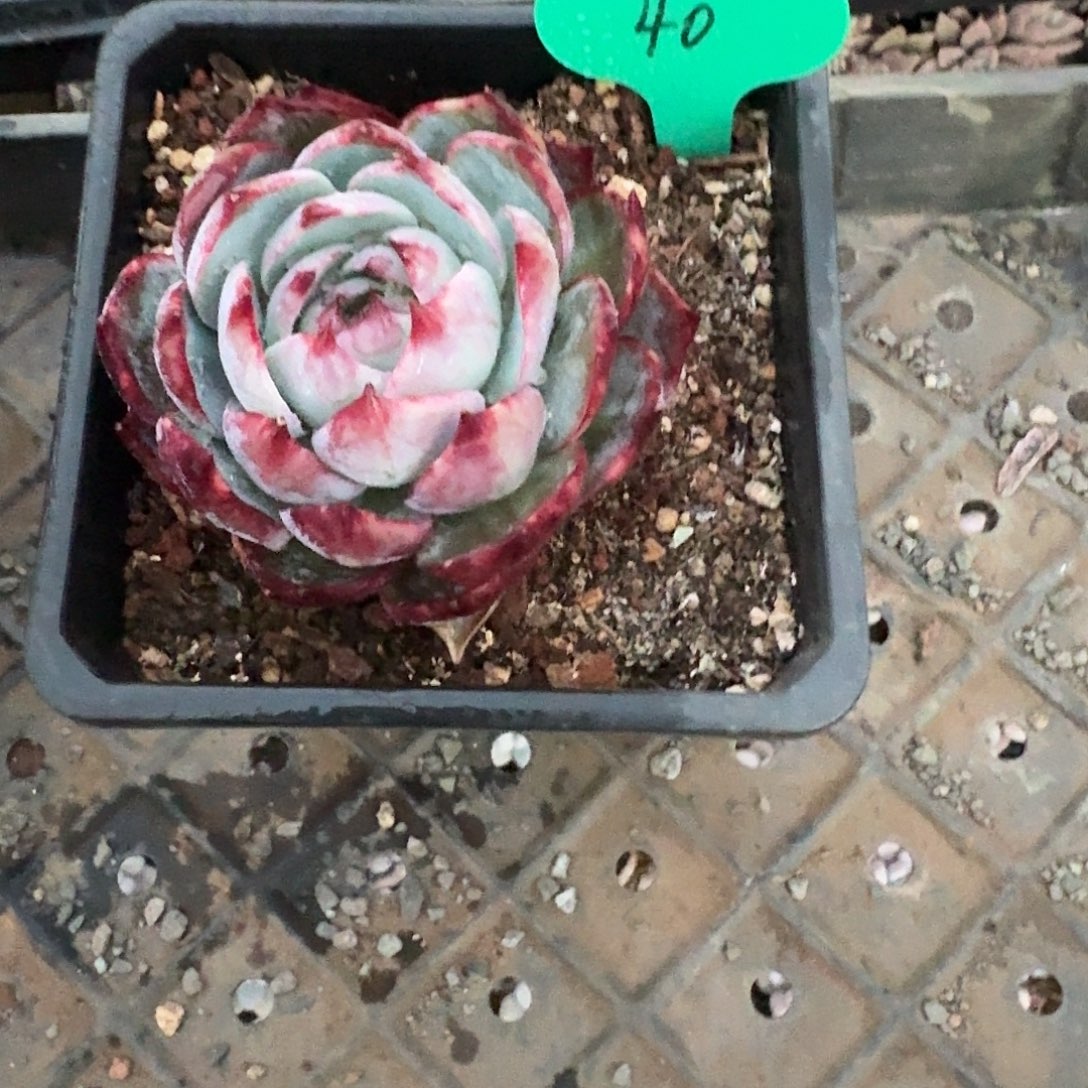 40粉丝福利惊鸿仙子