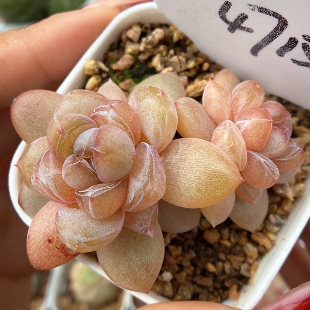 伊人泪双头可拍4715号