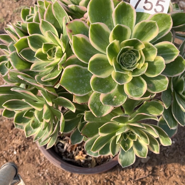 755多肉植物大叶绿玫瑰