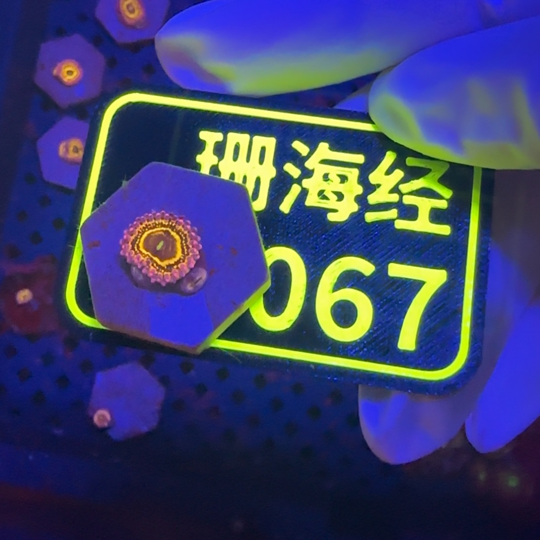 会***版纽扣珊瑚晓晓不包邮平流层C067