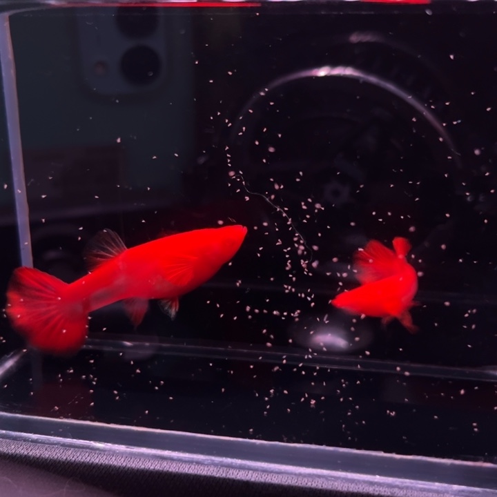 海水鱼火麒麟90红1对