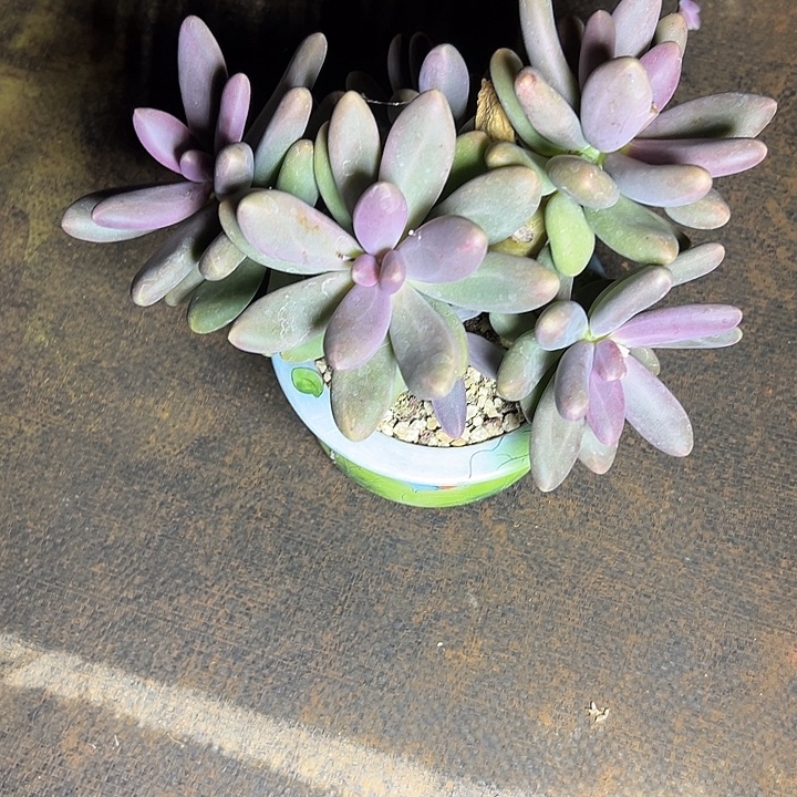 糖果美人群生多头多肉