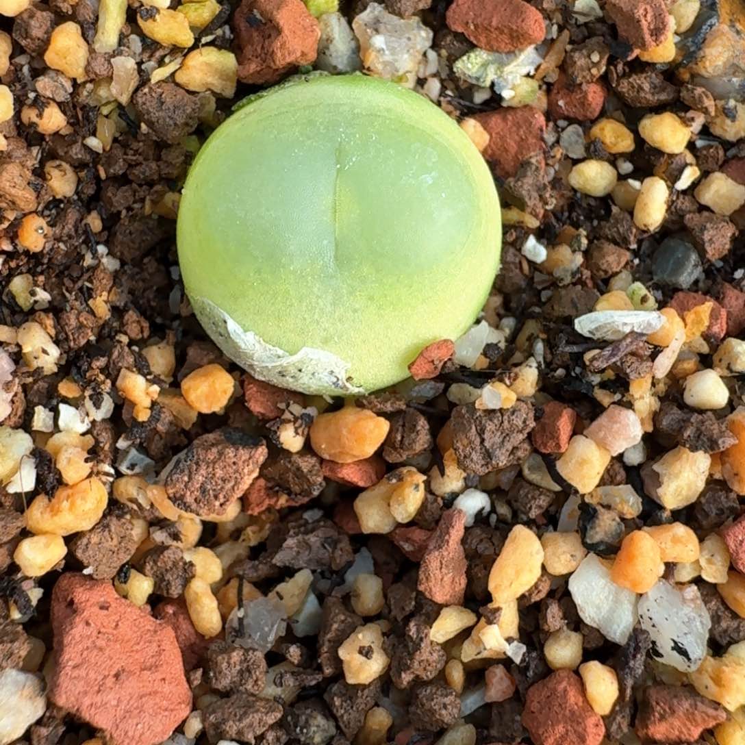 985拉拉尺寸1.6脱土发货