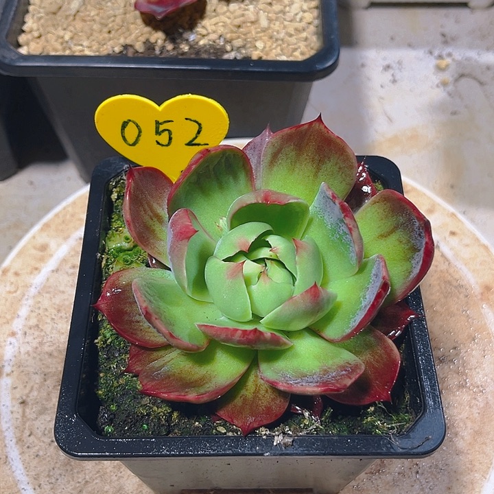 120杯惊鸿仙子多肉植物52