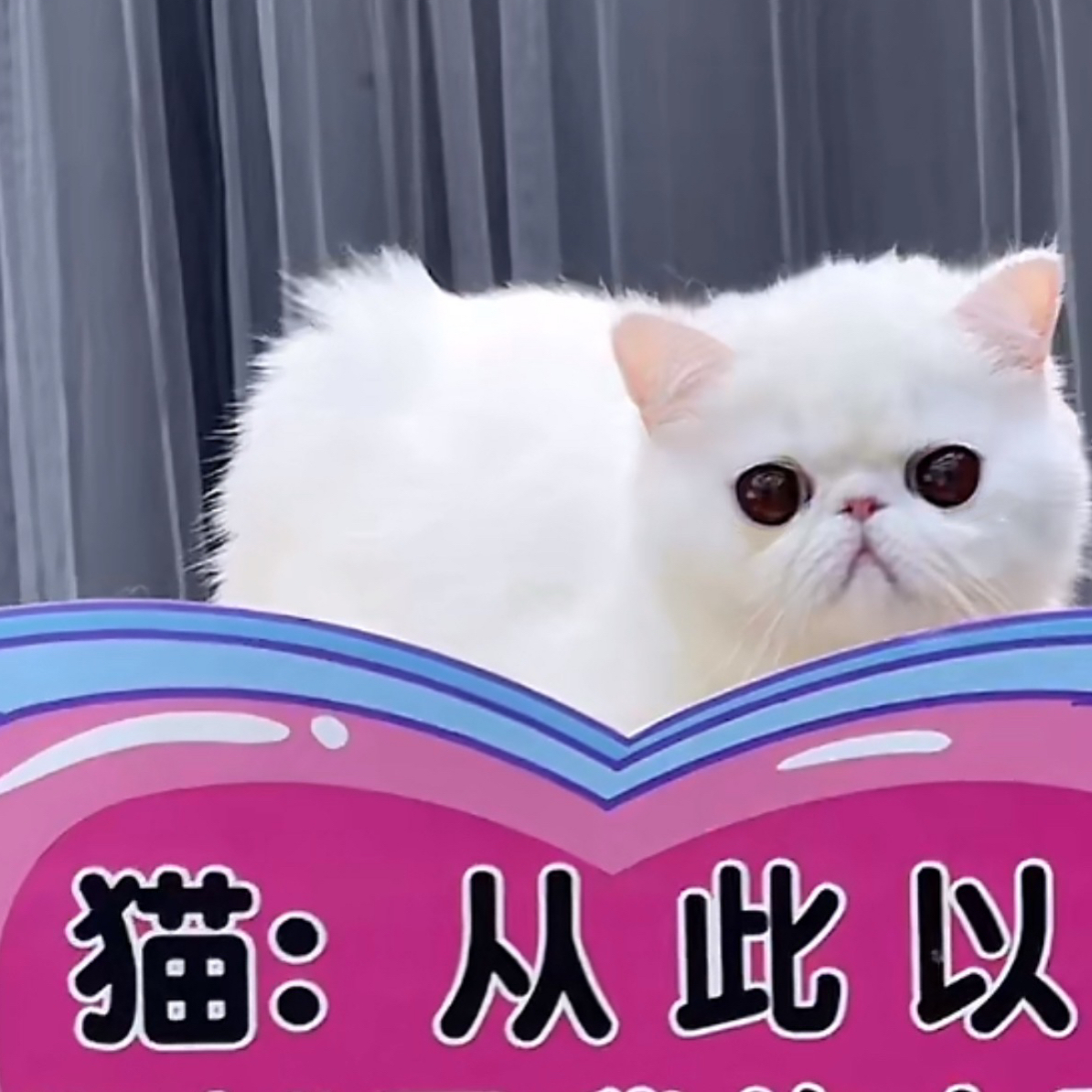 MODEL CAT加菲猫已售嬛嬛 