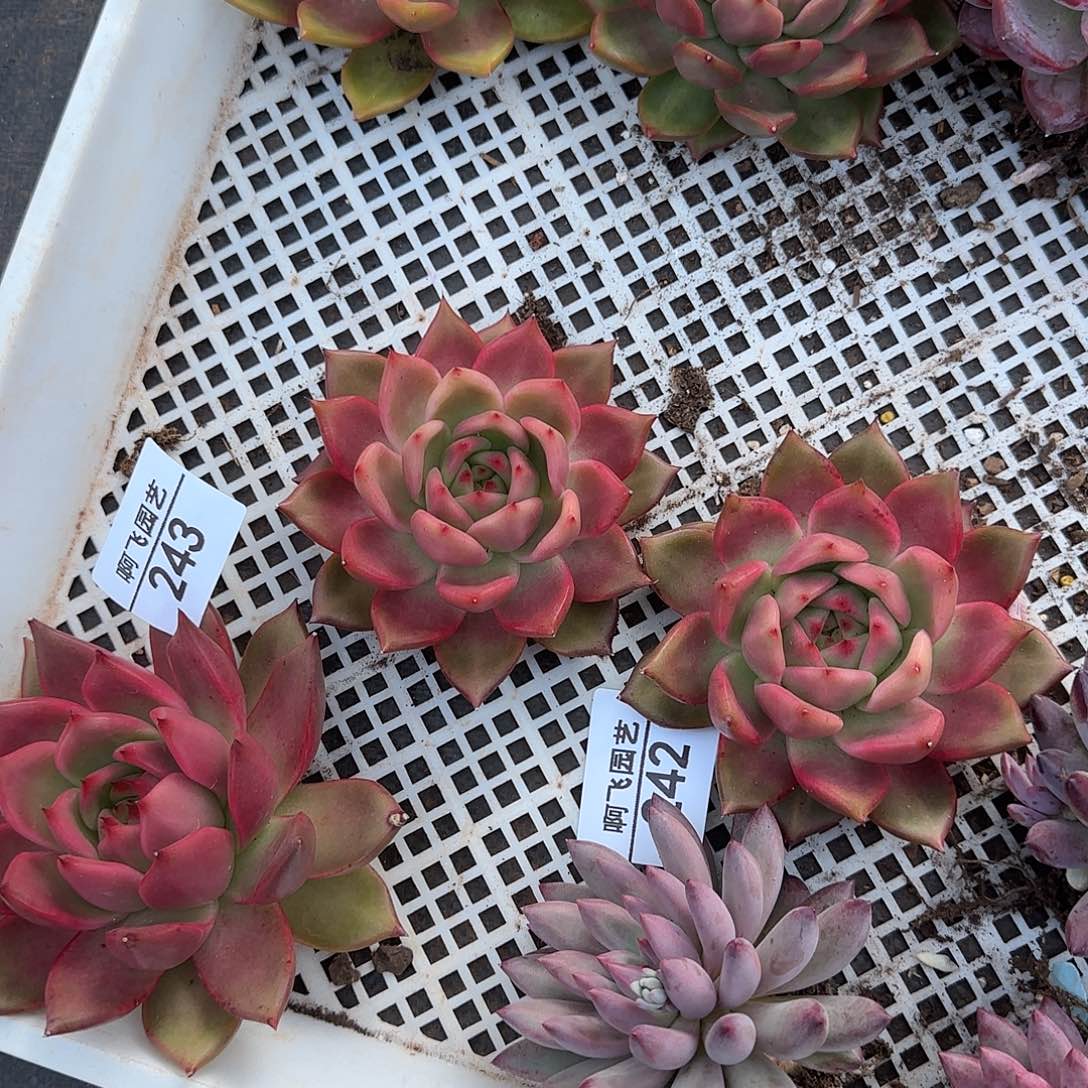 ❀****多肉 水晶之恋 6颗