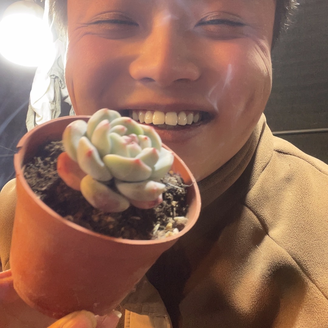 小星影满20包邮脱土发货