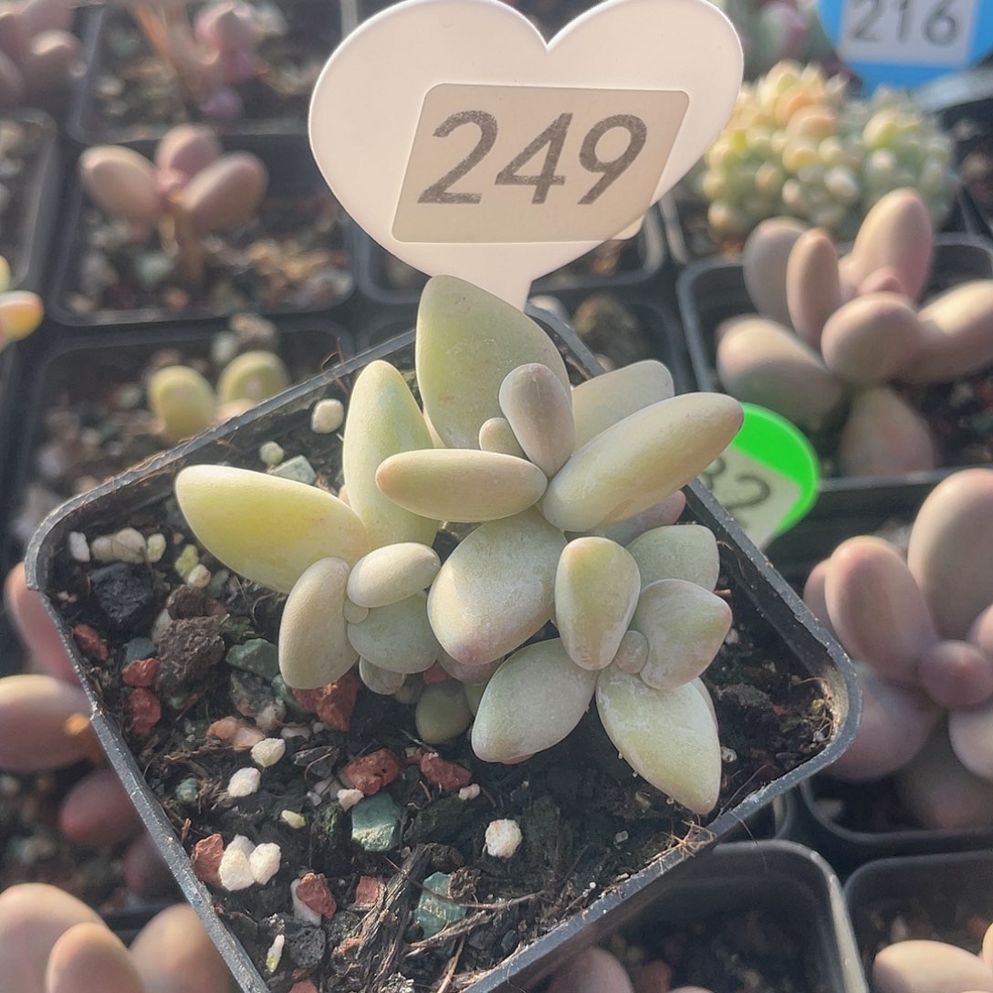 香蕉奶 脱土发货 7口盆