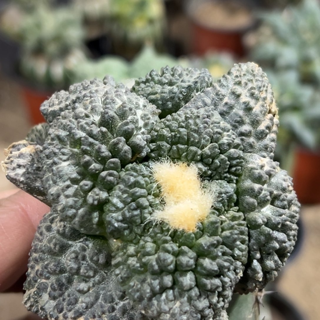 完全开放福利双头大尤哥怒牡丹080